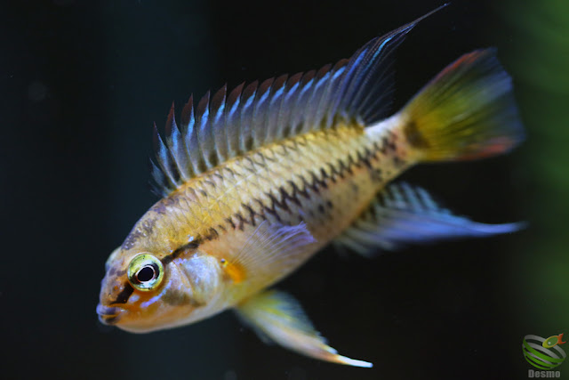 Apistogramma viejita / Rio Guarrojo