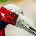 Saras Crane, the tallest bird in the world with upto 6ft height