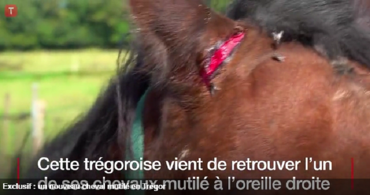 VIDÉO : Un nouveau cheval mutilé dans le Trégor
