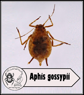 Aphis gossypii