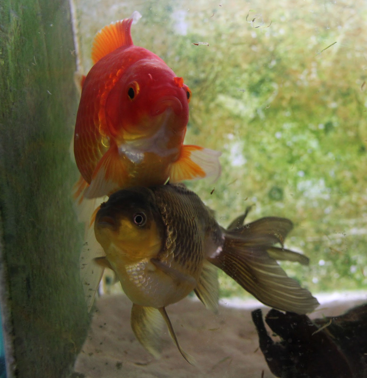stormidae: guest shots: goldfish by borneodaya@gmail .com