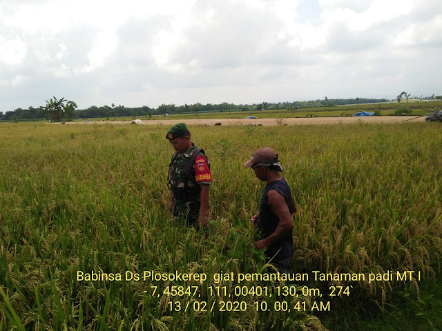 Babinsa Dampingi Petani Pantau Tanaman Padi