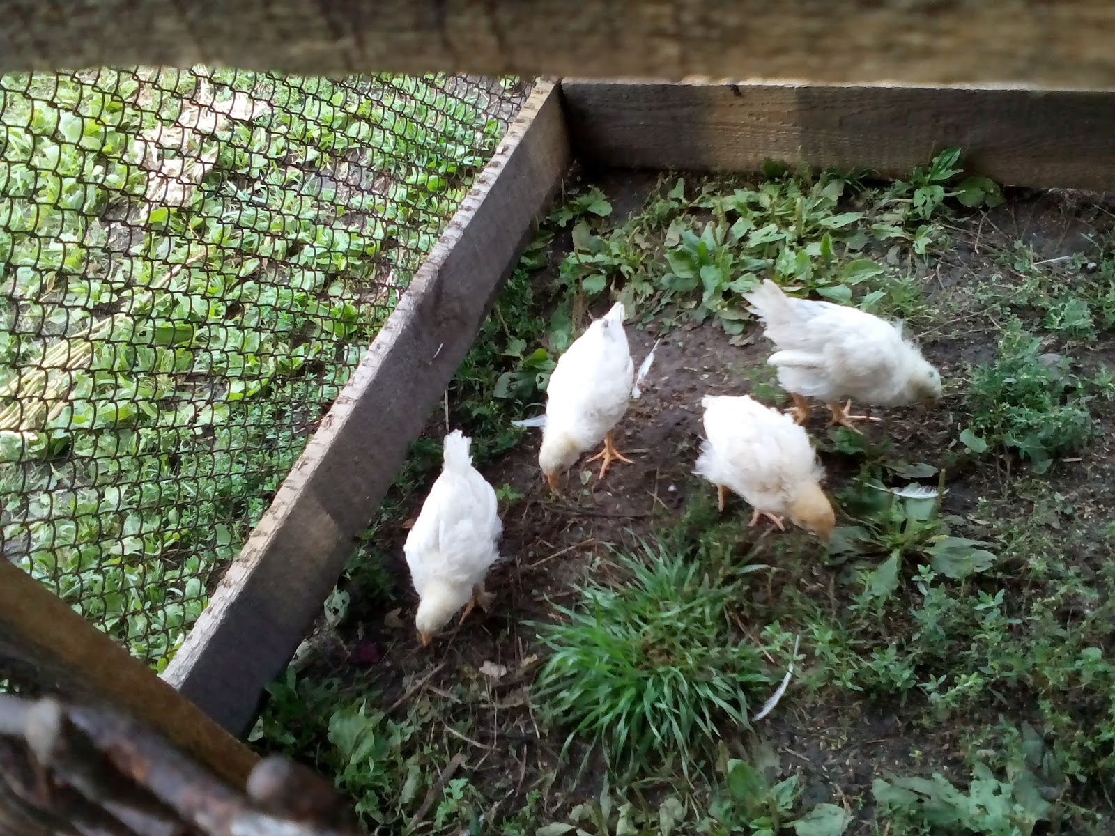 Крапива цыплятам. Трава для кур несушек. Бройлер на траве. Цыплята на травке. Цыпленок с зеленью.