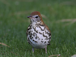 crushing birds inner circle angeles los bird never same lake fall