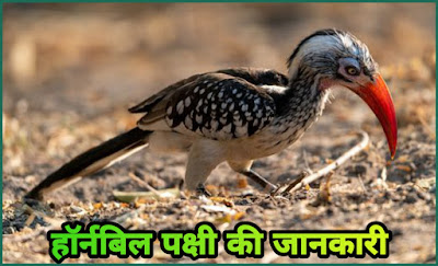 Hornbill Bird In Hindi