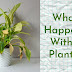 BASIC THINGS TO LEARN ABOUT INDOOR HOUSE PLANTS (CARE AND MANAGEMENT)