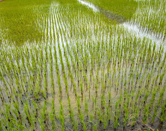 SRI | System of Rice Intensification in Hindi And Depog Method in Paddy