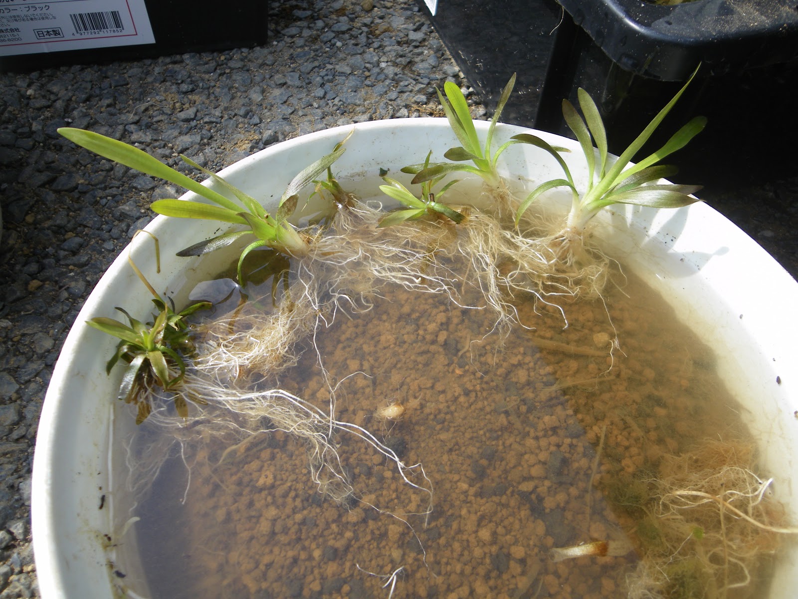 ナガバオモダカの育て方 植え替え 株分け In メダカのビオトープ メダカの大工