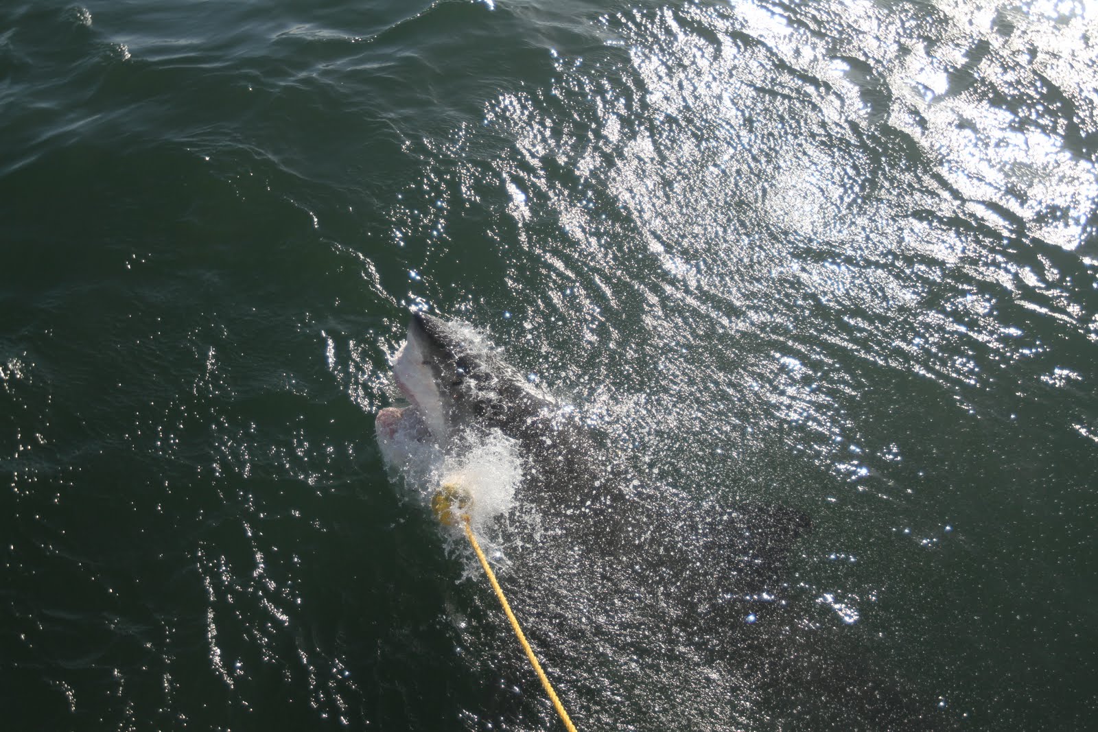 Beyond Adventure: Great White Cage Diving, South Africa