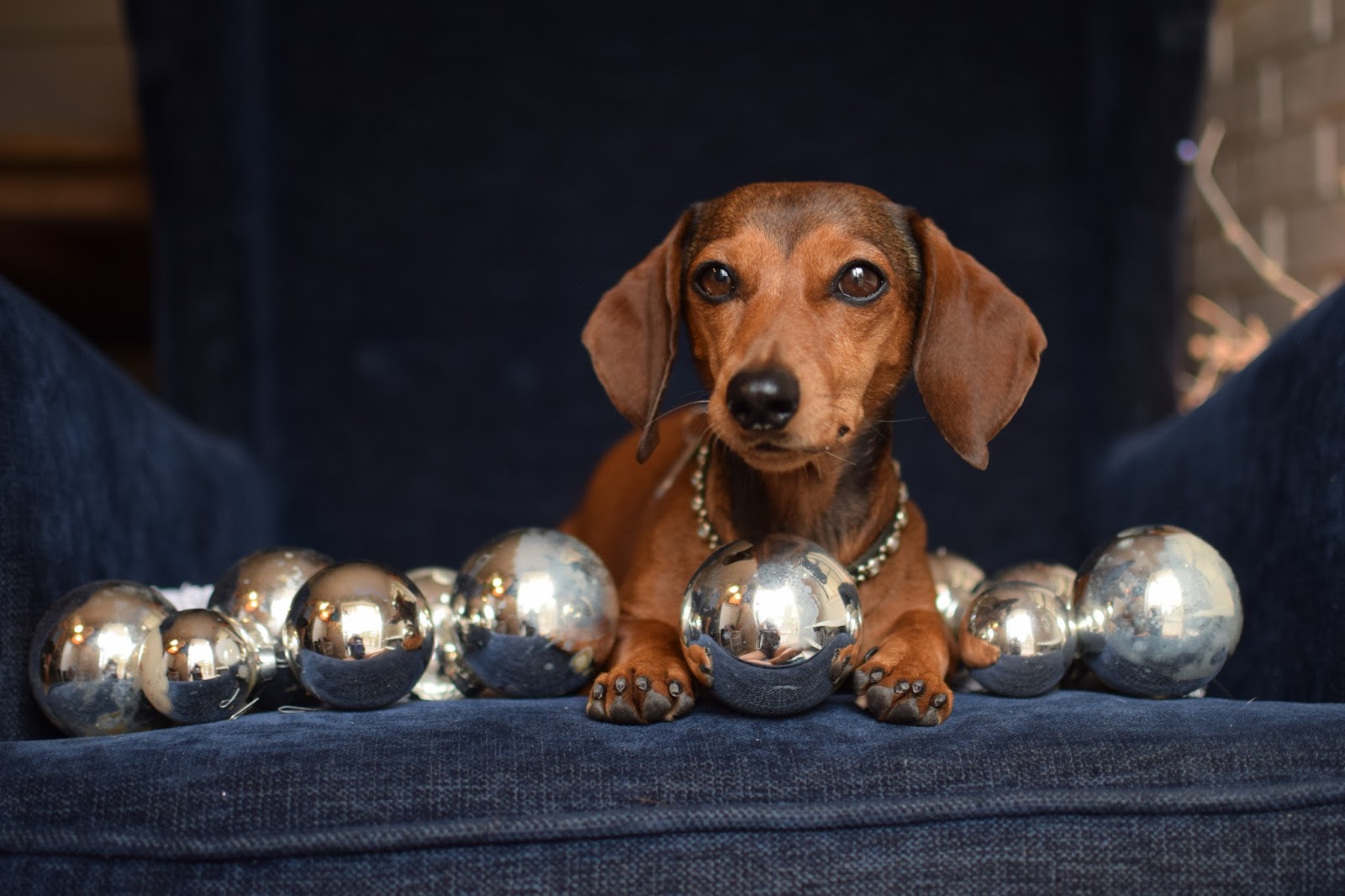 Dachshund nola christmas dachshund part 2