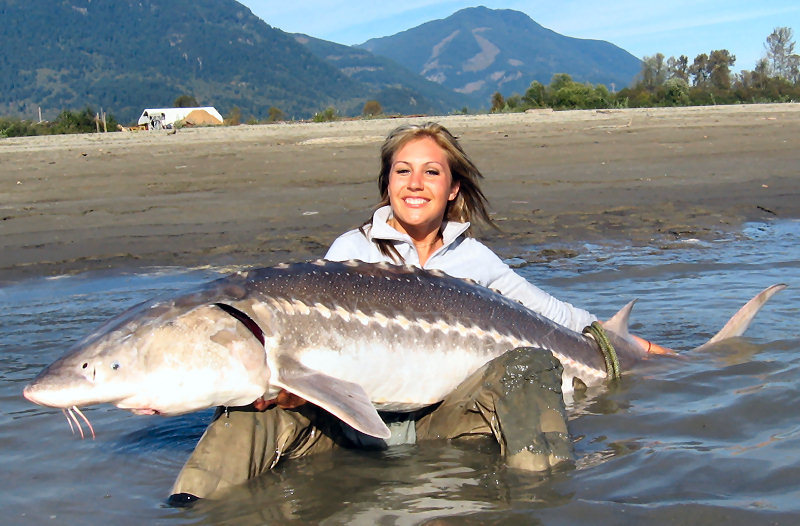 Guinness Book The biggest fish (sturgeon) in the world