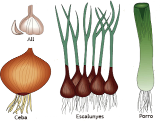 hortalisses tipus bulbs