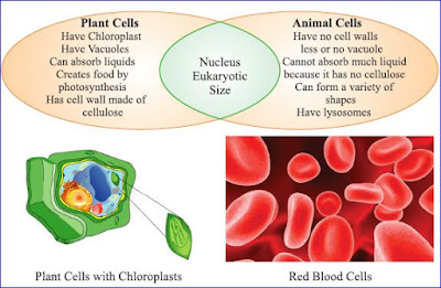 Plant Cell and RBCs