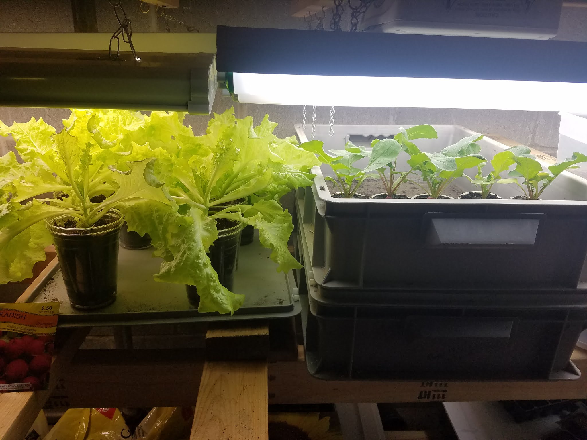 Old Dave's Garden