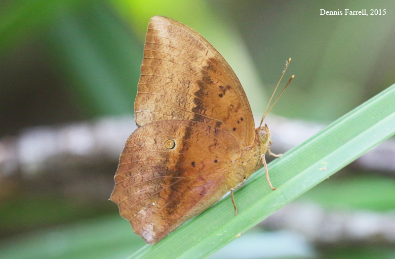 Butterflies of Thailand: 180. The Common Duffer (Discophora sondaica zal)