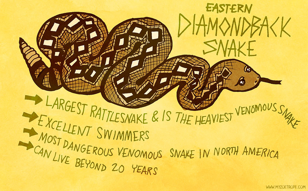 My Zoetrope: 060: Eastern Diamondback Snake