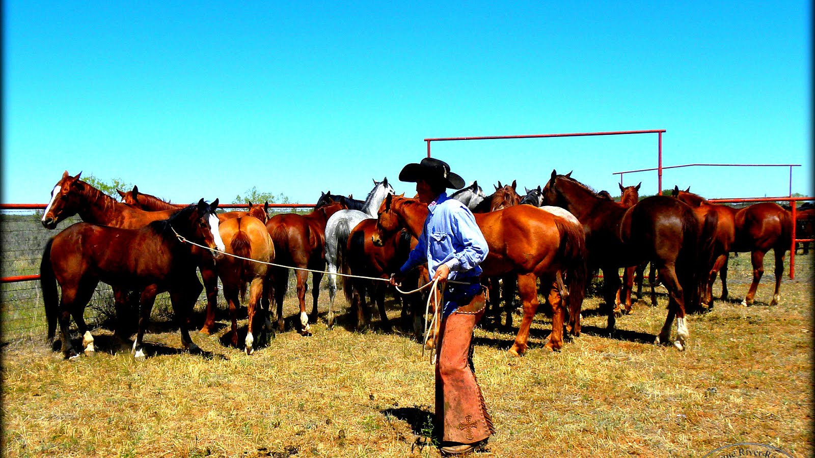 King Ranch Horses Horse Choices
