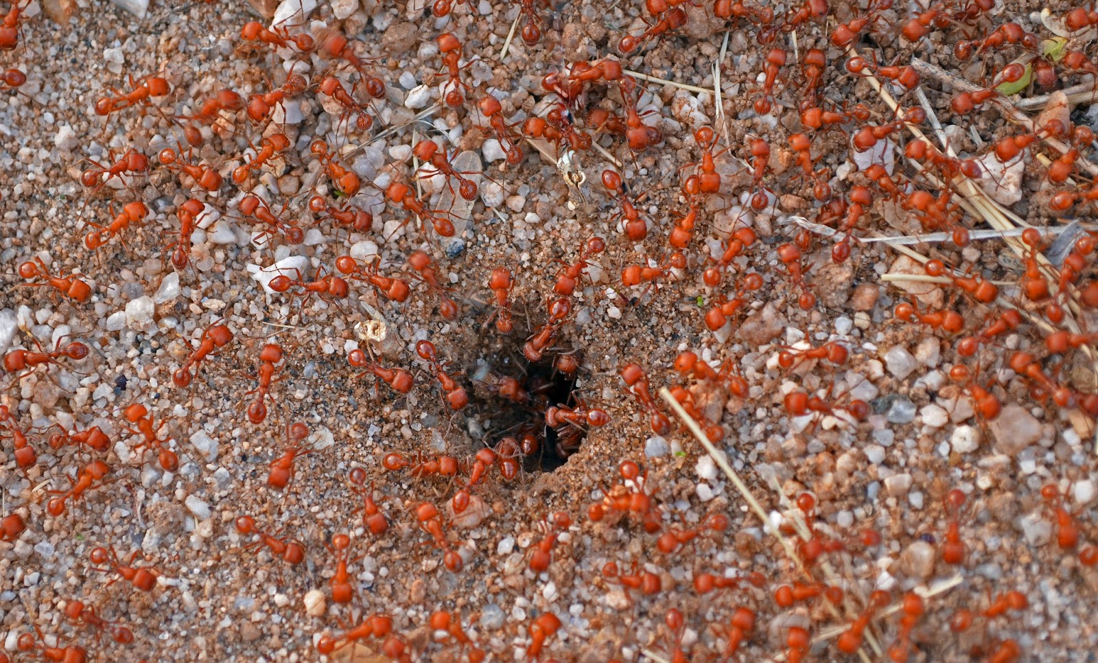 Летом рыбаки разрушили муравейник. Суперколония муравьёв. Муравей гнездо внутри. Муравейник рыжиых муравьёв. Муравьи колония.