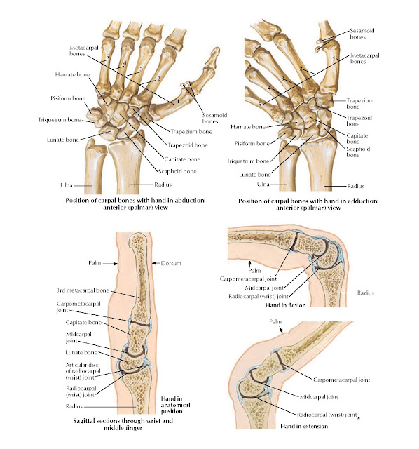 Movements of Wrist Anatomy