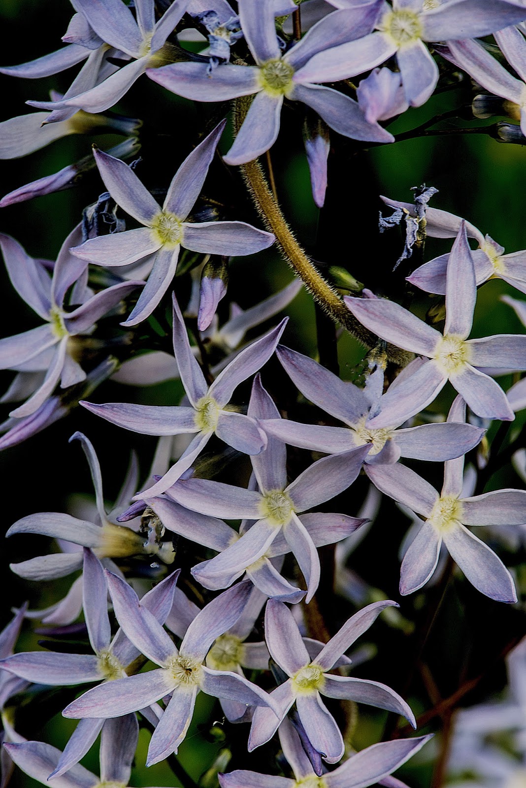 Eastern bluestar