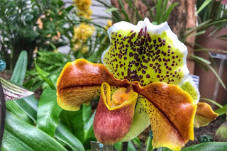 Amazing Adaptations of Orchids - Smithsonian Gardens