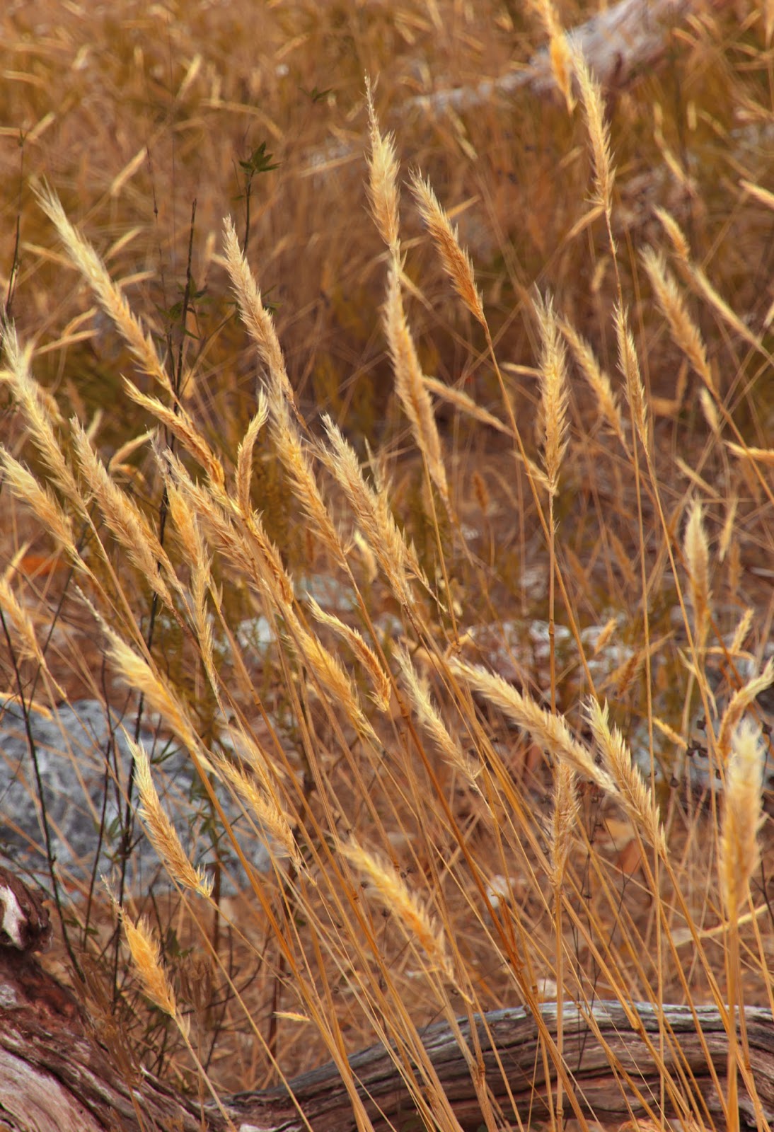 Quixel Megascans 2016 Collection | Computer Graphics Daily News