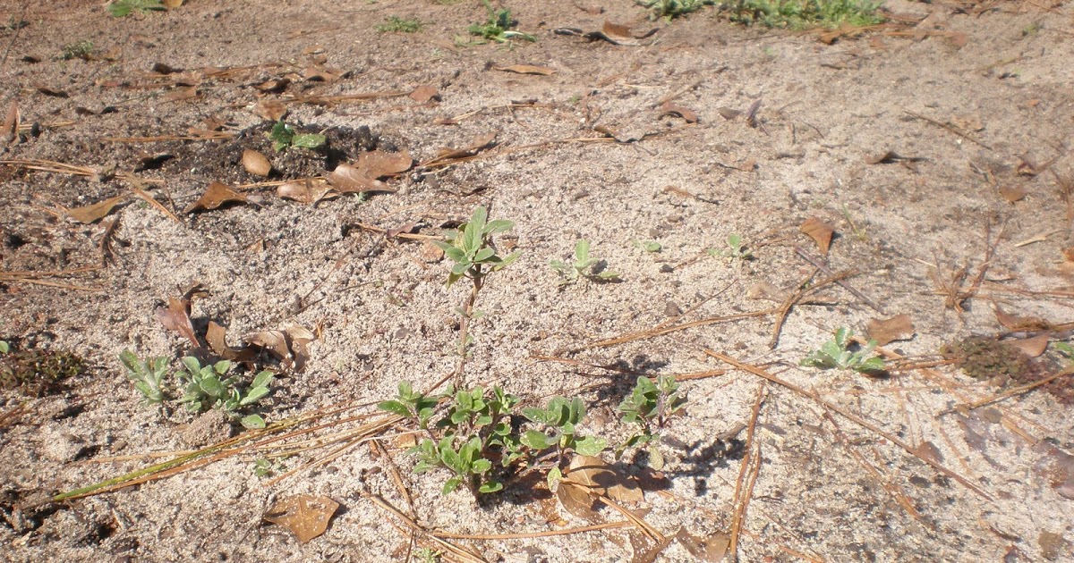 UNSUSTAINABLE FARMING PRACTICES AND THE IMPORTANCE OF ORGANIC MATERIALS