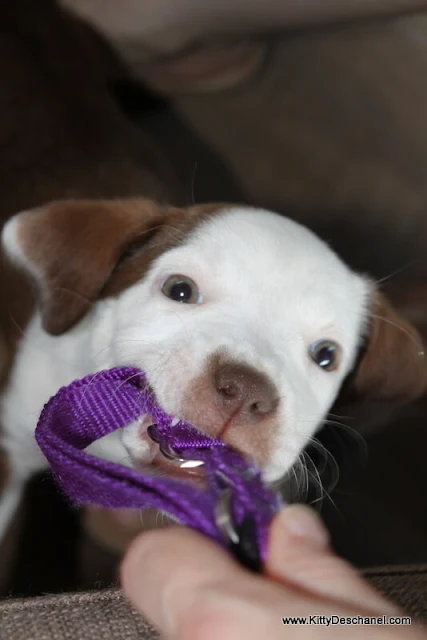 puppy with purple collar