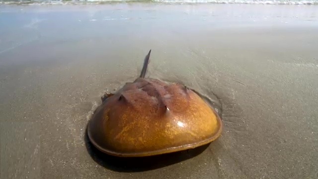Top 10 Oldest Animal Species on Earth 5. Horseshoe Crab