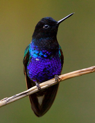 Foto: aves del Valle del Cauca colombia