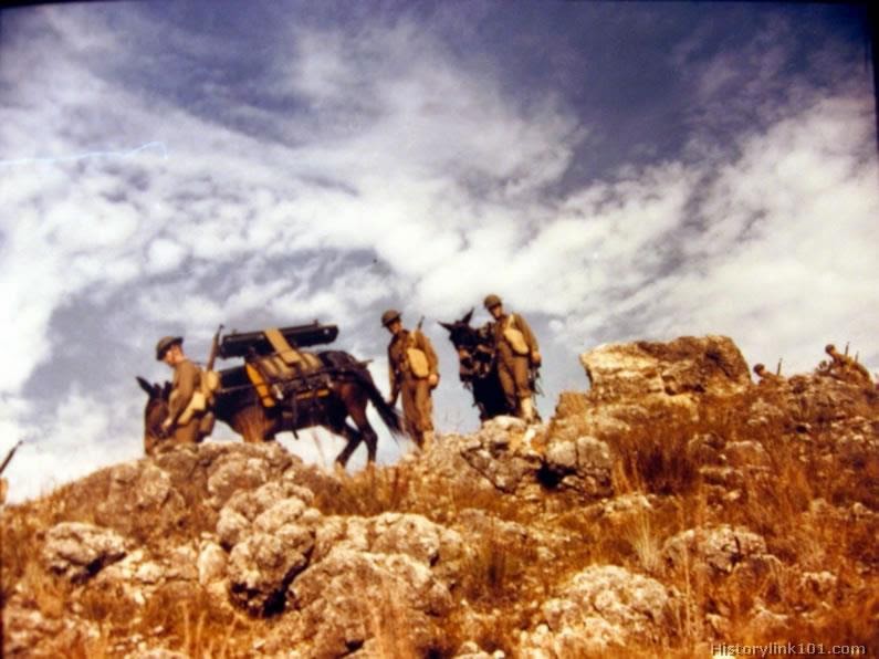 Color Photos of Animals in World War II ~ Vintage Everyday