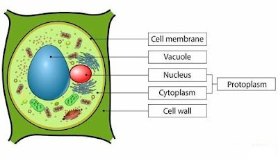 Biologi Kelas 11: Sifat Fisika dan Kimia Protoplasma