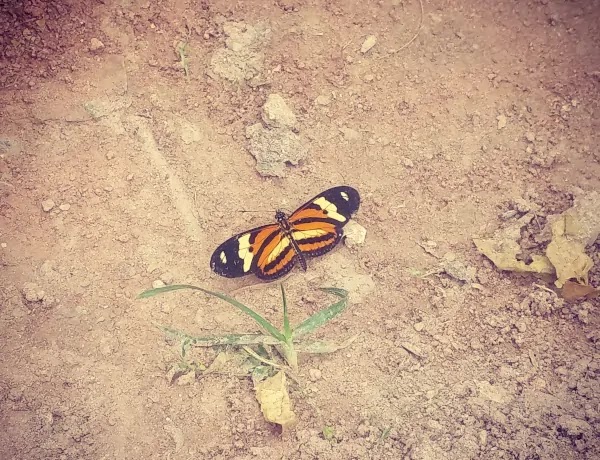 borboleta colorida butterfly