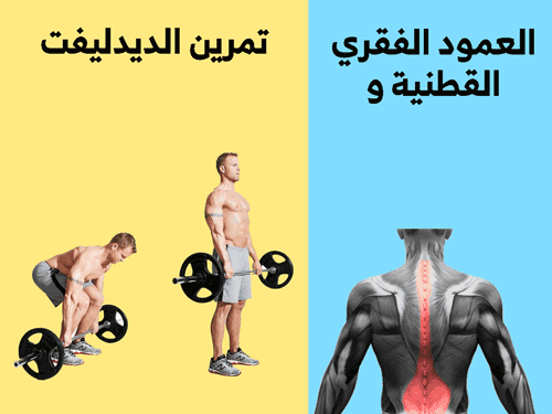 تمارين عضلات الظهر