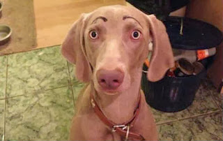 cao-com-sobrancelhas