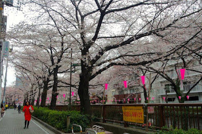 10D9N Spring Japan Trip: One Fine Morning at Nakameguro, Tokyo