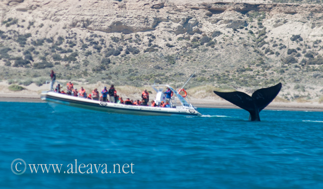 Whale Watchng in Puerto Piramides