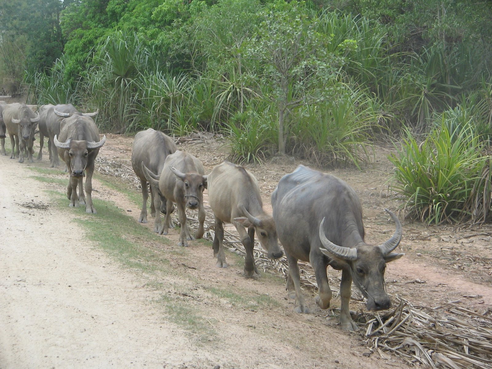 WATER BUFFALO RURAL CAMBODIA