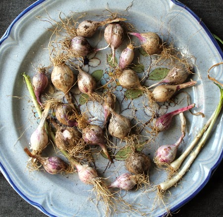 The August 2014 garden: garlic harvest