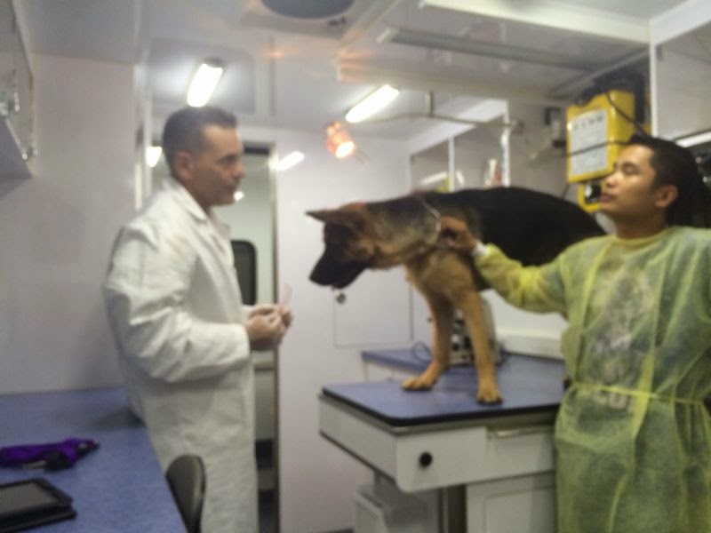 Desert Girl on Kuwait Falcon Mobile Pet Clinic Van in Kuwait