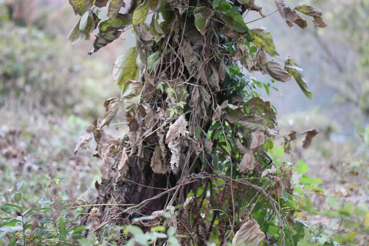 화순 계당산 쌍봉사 화순 계당산 쌍봉사