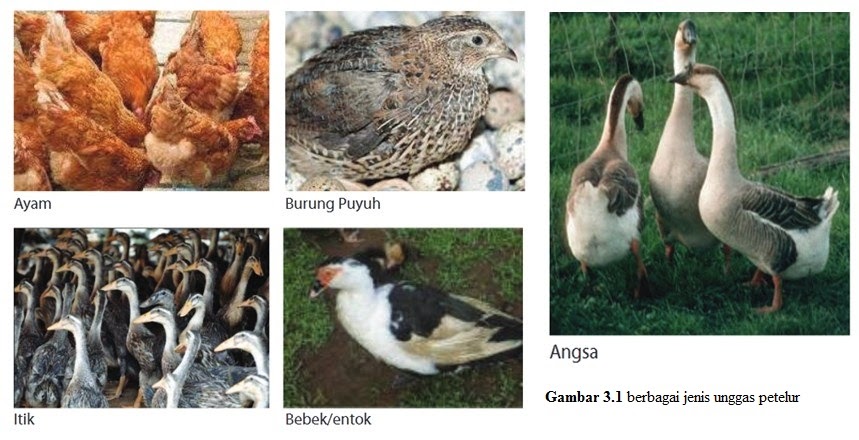 Materi Wirausaha Produk Produk Budidaya Ternak Unggas Petelur Pustaka Belajar