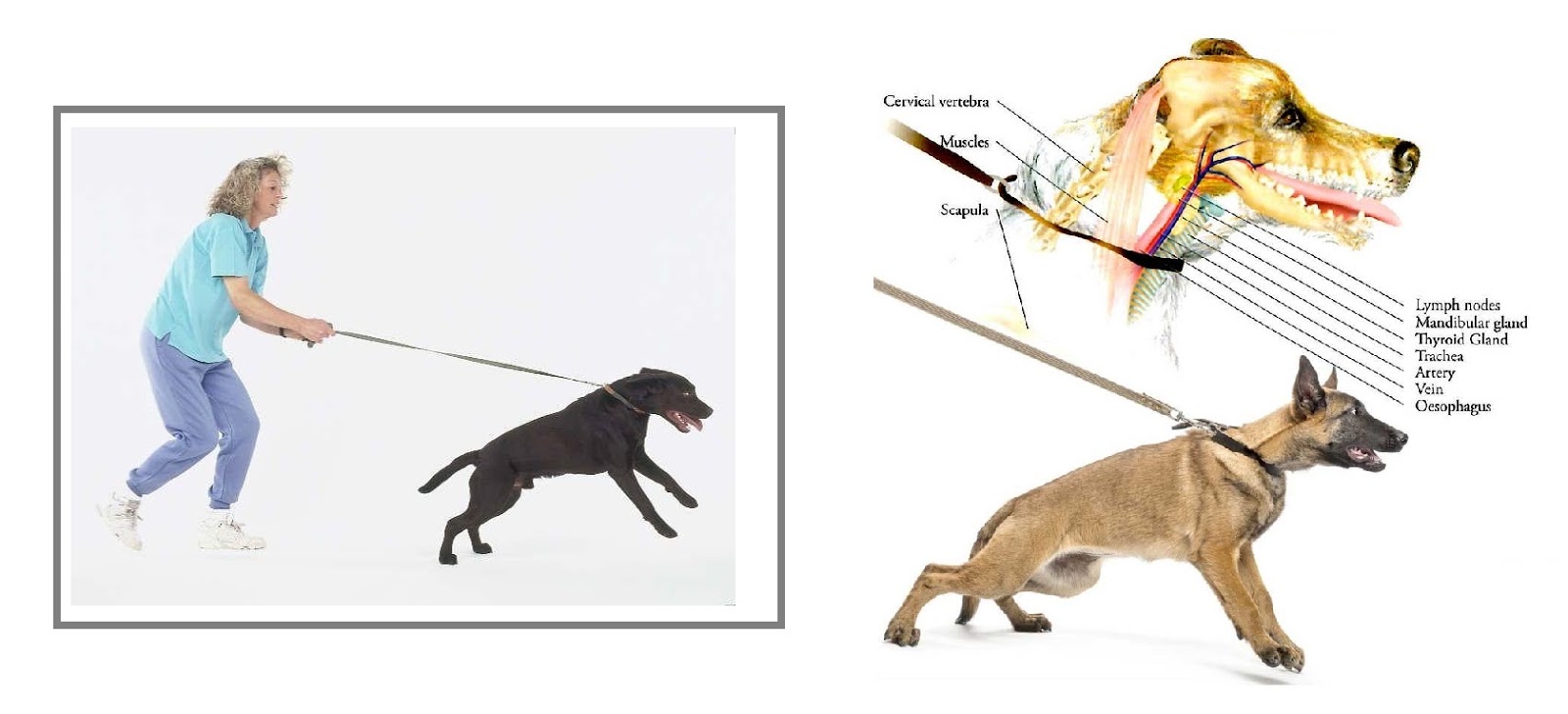dog pulling on leash trachea