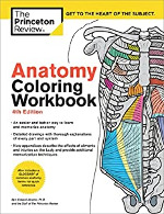 Anatomy Coloring Book Pdf Digestive system (4 pages) skeletal system (7 pages) nervous system (7 pages) the ear (1 page) the eye (1 page) cardiovascular system (4 pages). anatomy coloring book pdf