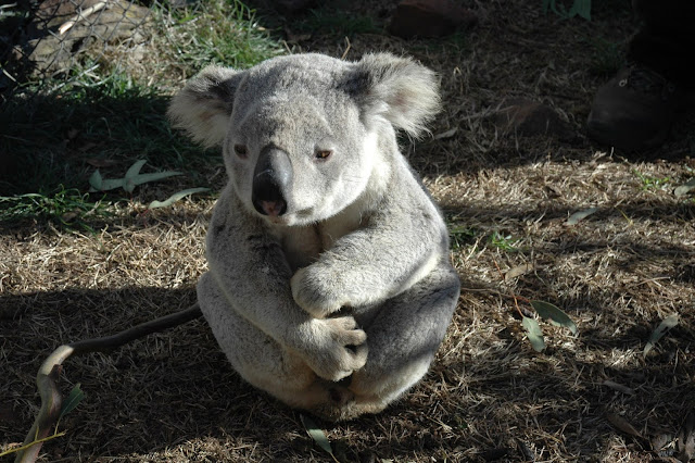Koala animal