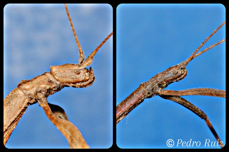 Detalle de la cabeza de una hembra y un macho de Hypocyrtus ornatissimus Detalle de la cabeza de una hembra y un macho de Hypocyrtus ornatissimus