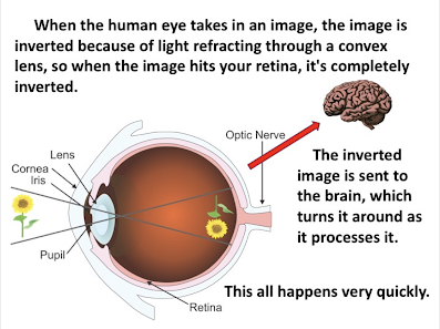How animals take in information