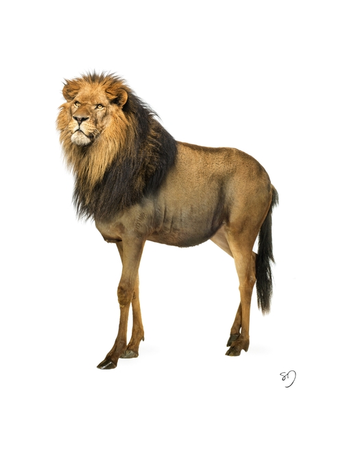 09-Lion-Wildebeest-Sarah-DeRemer-You-Are-what-You-Eat-Photo-Manipulation-www-designstack-co