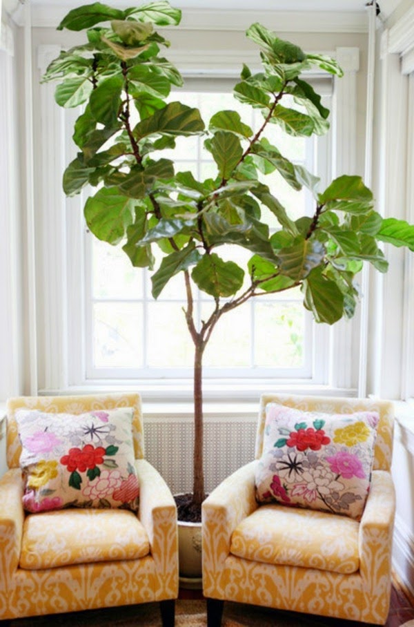 A plant as decoration: Ficus Lyrata for a lively interior atmosphere