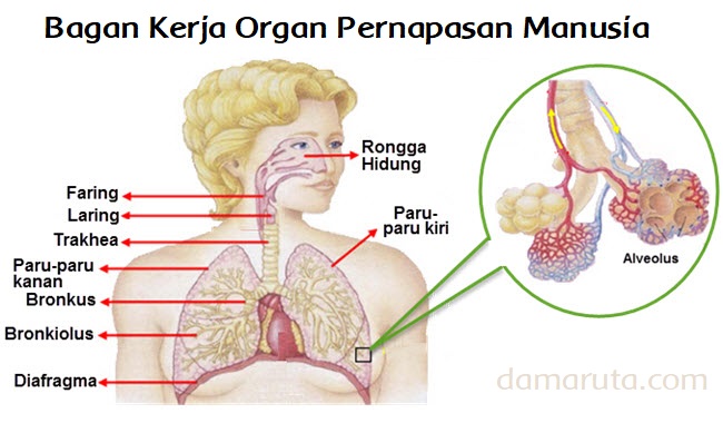 Bagan Kerja Organ Pernapasan Manusia Halaman 19 Belajar Kurikulum 2013